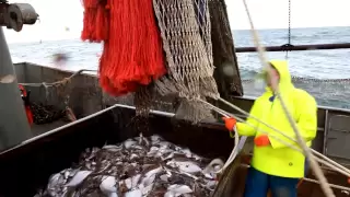 Beam trawling in the North Sea targetting flat fish