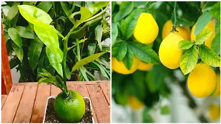 how to grow lemon tree from lemon fruit with alovera hormone the best simple method