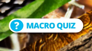 Identify the everyday objects - Macro Photo Quiz