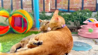 Adorable cat ! They love each other give kisses and hugs!