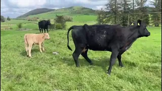 Limousin x & Aberdeen Angus x Suckler Cows & Calves