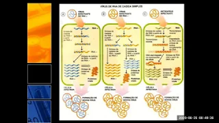 Biossíntese de Vírus de RNA de fita simples   Uma abordagem para o ensino médio