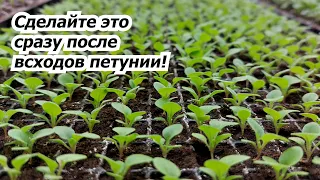 Сделайте это сразу после всходов петунии! Выращиваем крепкую рассаду.