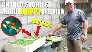 UNTOLD STORY ABOUT GUPPY BREEDING TECHNIQUES!
