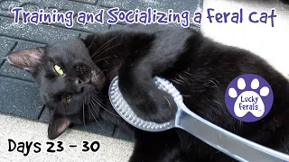 Training And Socializing A Feral Cat * Part 3 * Days 23 - 30 * Cat Video Compilation