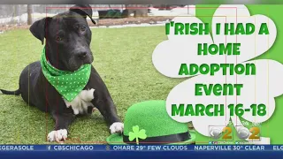 Adopt A Pet During 'Irish I Had A Home' Event At Orphans Of The Storm