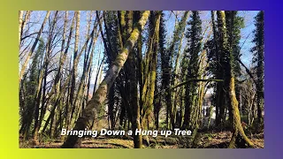 Bringing Down a Hung Up Tree