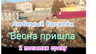 переезд из Сибири на Юг/ Любимый василёк нас радует/  Приглашаем на прогулку!/