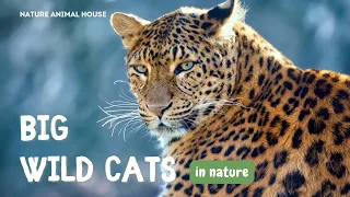 Big wild cats in 4K - Breathtaking scenes with big cats in the wild | stage relaxation movie