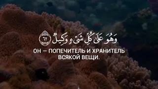 ﷽ Сура 39 Аз-Зумар (Толпы) Чтец: Omar Al Darweez  [39/62] Аллах – Создатель каждой вещи [всего], и О