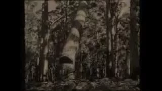 1920 Manjimup Timber Industry.