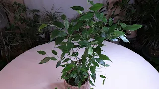 Ficus benjamina (Weeping Fig) Care: What to Know
