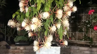 Epiphyllum oxypetalum  (Queen of the Night - 月下美人） Super Bloom  Time Lapse