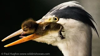 Heron eat ducklings in front of distraught and attacking mother ducks that can't rescue their babies