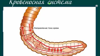 строение дождевого червя  Мемория