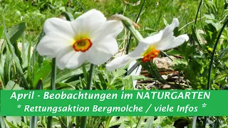 April - Beobachtungen im NATURGARTEN* Rettungsaktion Bergmolche* spannende Infos!