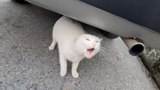 Angry White Cat went Crazy with Rage