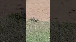 Трясогузка охотится за насекомыми / The wagtail hunts for insects