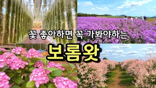 [제주카페] 5월 6월 여행지추천 / 수국과 보라유채꽃 청보리밭의 향연! / 제주도 동쪽 필수코스! 제주도여행지추천 제주동부여행지