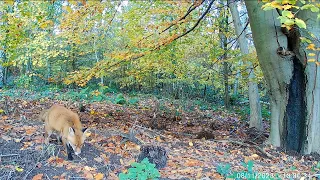 Winter Coat For a Red Fox