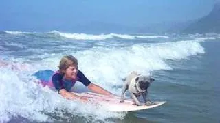 Pug surfing