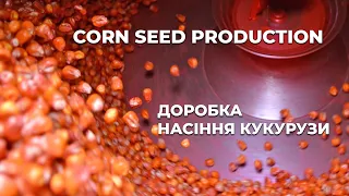 Виробництво насіння кукурудзи 2023. Corn seed production by Mais Company