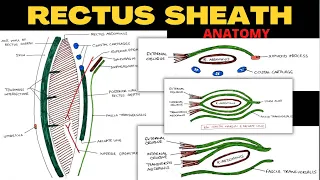 Rectus Sheath Anatomy | Complete | Abdomen Anatomy
