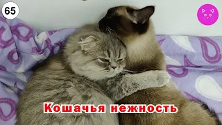 Кошачья нежность (LoveAndMeow, кошки, котята)