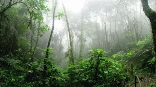 Forest Rain Ambience: Relaxing Nature Sounds for Sleep and Stress Relief