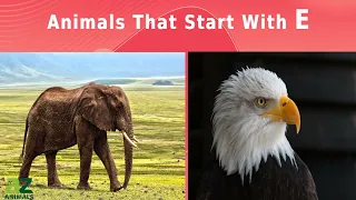 Animals That Start With The Letter E - Listed With Facts