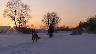 ТРИ ДНЯ живем в палатке.Ставим жерлицы.Готовим торт.Поймали щуку, но как ее вытащить?