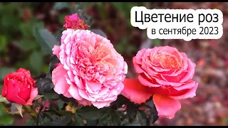 Розы в саду в сентябре, сезон 2023 - Прогулка по саду