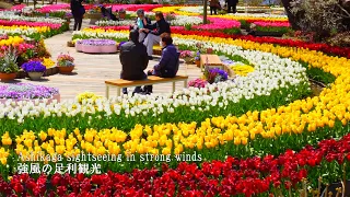 Tulips in full bloom! Ashikaga sightseeing in strong winds (Ashikaga Flower Park and others)