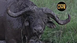 safariLIVE - Sunset Safari - July 04, 2019