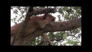 Uganda Wildlife: The tree climbing lions of Ishasha - Queen Elizabeth National park.