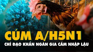 Campuchia phát hiện ca tử vong do cúm gia cầm A/H5N1, Việt Nam chỉ đạo khẩn