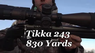 Tikka 243 830 yards