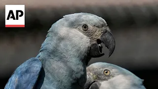 Recovery of the Spix's Macaw threatened by climate change