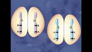 Meiosis with crossing over [HD Animation]