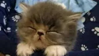 Спящий котенок