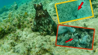 TUTORIAL CARA MENCARI LOBANG ATAU SARANG GURITA DI LAUT