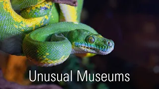 Albuquerque's Unusual Museums-A New Mexico True Experience