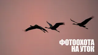 Фотоохота на уток