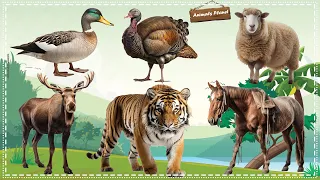 Funny Animal Moments Compilation For Relax Duck, Turkey, Sheep, Moose, Tiger, Horse