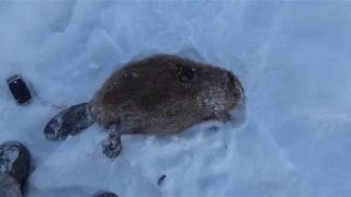 ОХОТА НА БОБРА КАПКАНАМИ ЗИМОЙ.HUNTING FOR BEAVER TRAPS IN THE WINTER.