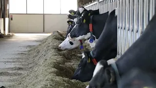 A Modern Cow Farm - Holland.