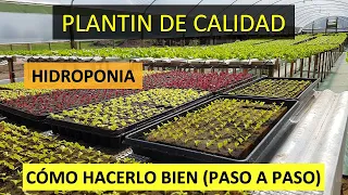 Plantin en Hidroponía