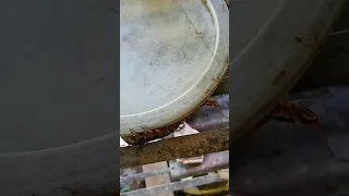 centipede vs ants