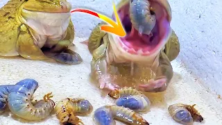Wow!! Asian Bullfrog Eats Many Big Coconut Worms