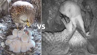 Kestrel Chicks Thriving Despite Brutal Barn Owl Attack | Mr & Mrs Kes | Robert E Fuller